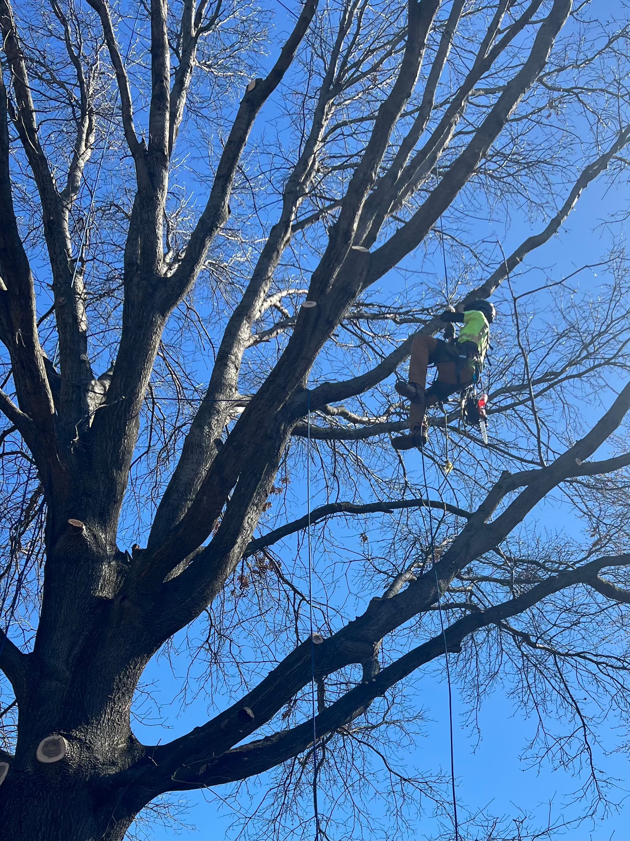 An arborist in safety gear climbs a large leafless tree against a clear blue sky.