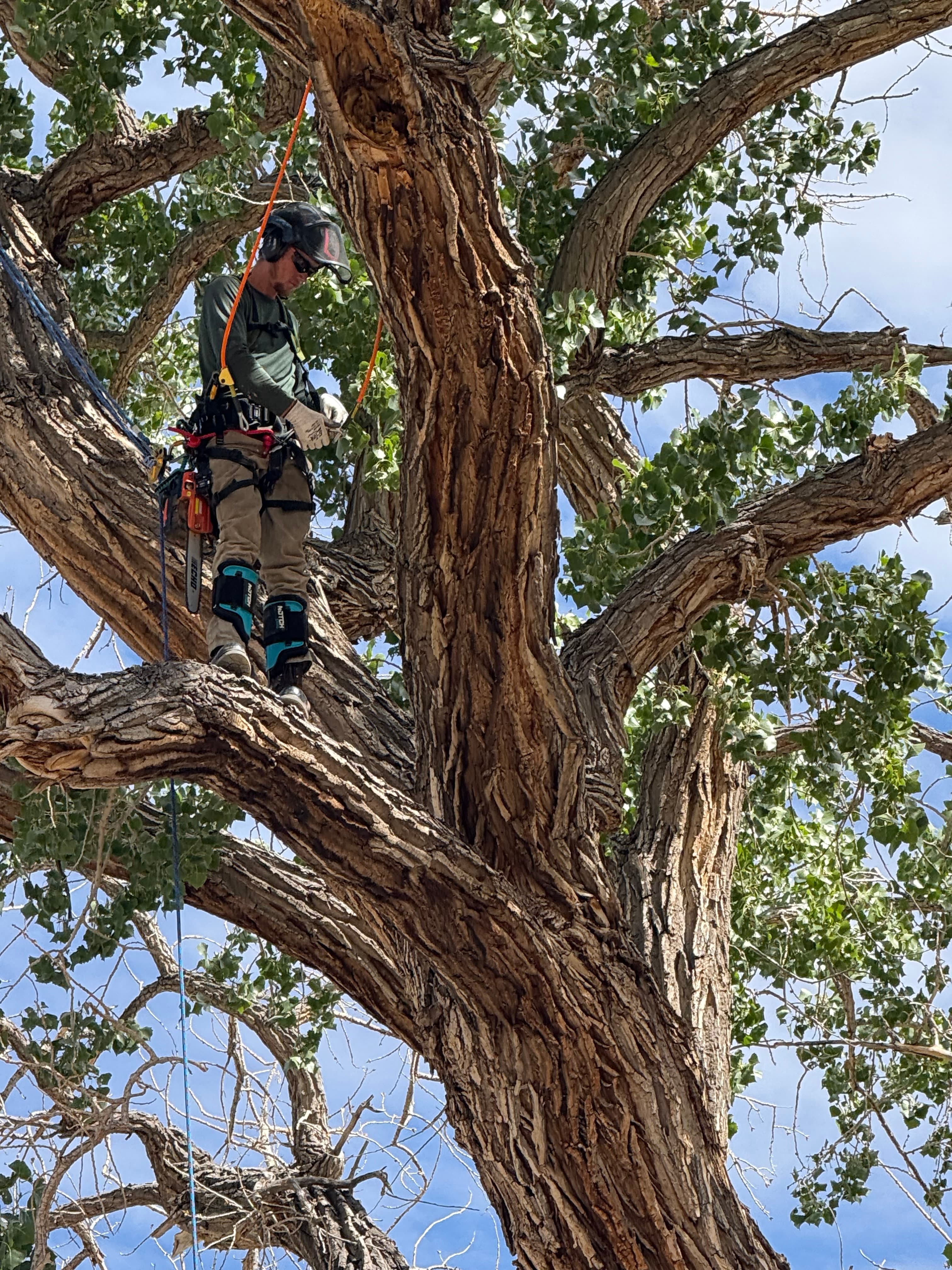 Arborist in safety gear climbs a large tree using ropes with a chainsaw attached.