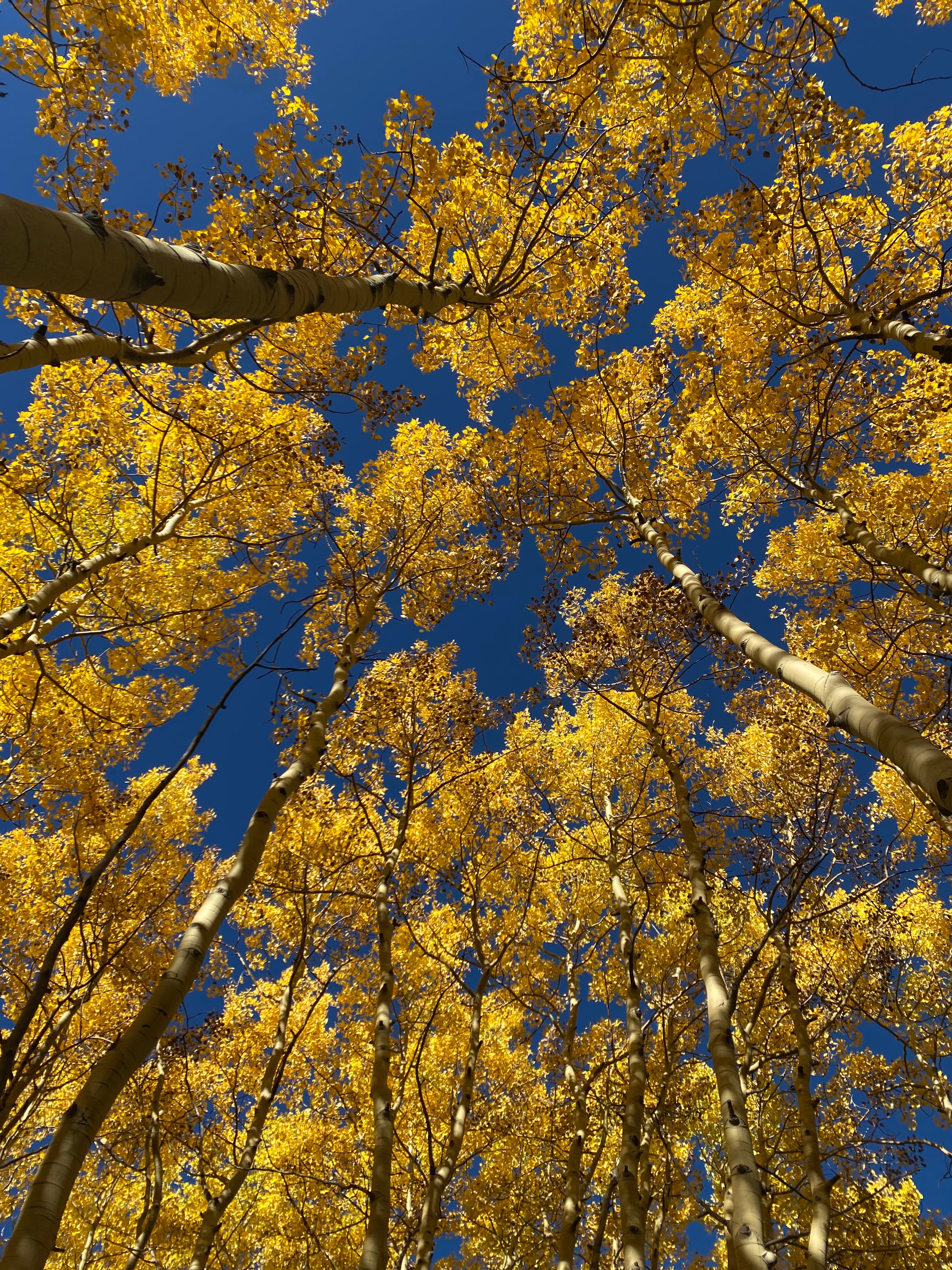 Upward view of golden aspen trees with white trunks against a brilliant blue sky.