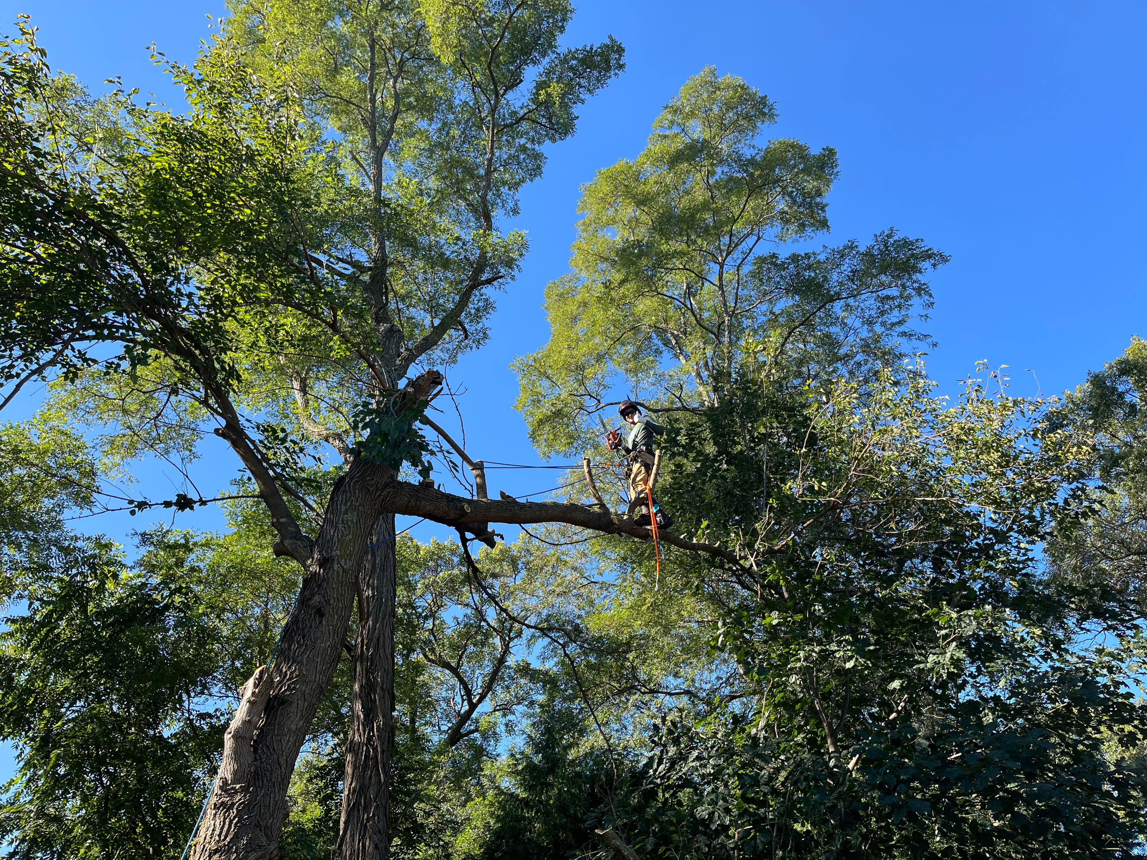 Arborist in safety gear stands on a high tree branch against a clear blue sky.